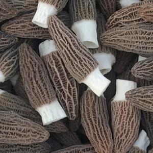 直率雪梨BBQ头像