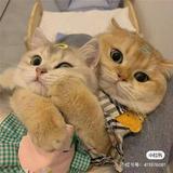用户4796546387586头像