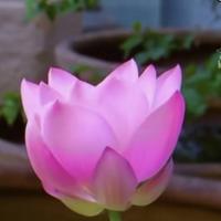 诚信正义yS4g头像