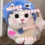 博学多闻小肥猫头像
