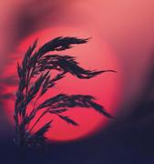 克吐温的个人资料头像