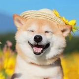 胡偏偏1123头像