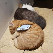 阿白5417的个人资料头像