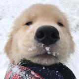 可乐可乐cc头像