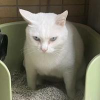 天河王浩信头像