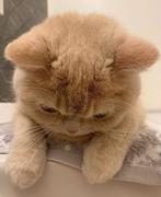 lzzzs的个人资料头像