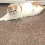 麒麒快乐儿童餐头像