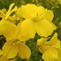 止号停用待注销头像