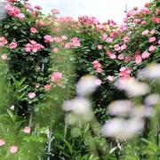 Chan_Enoch的个人资料头像