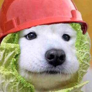 造价小菜狗头像