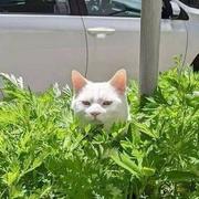 Reborn341的个人资料头像