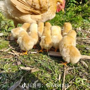 丛山峻岭8S4c头像