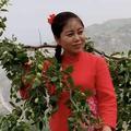 佳县红枣妹头像