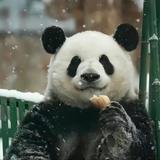 李拜六🤺头像