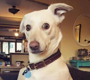 w2x的个人资料头像