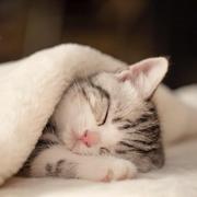 晓夜残歌的个人资料头像