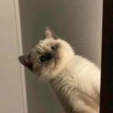 秋刀鱼半藏2333头像