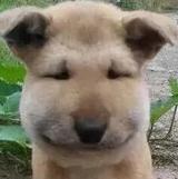 不再变胖的猪猪头像