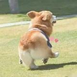 唻唻唻华仔头像