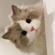 mengqc的个人资料头像