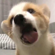 打铁花的个人资料头像