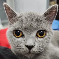 吾家有猫初成长头像