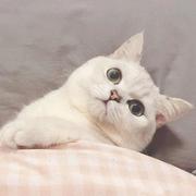 桃花怪的个人资料头像