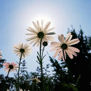 SiYuan的个人资料头像