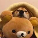 MrHarry的个人资料头像