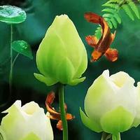 映客奋抖后生头像