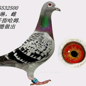 中华信鸽观赏鸽头像
