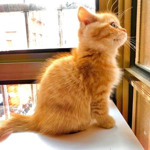 橘猫小太阳头像