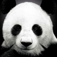 八六范头像