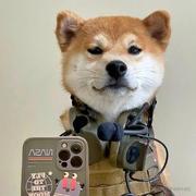 我家有只史迪仔的个人资料头像