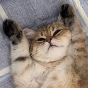 阿曼哒的个人资料头像