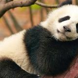 66666奥特芒头像