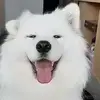 狮子胡月的个人资料头像
