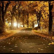 风惜叶的个人资料头像