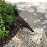 瑞林235头像