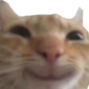 喵桑阿里嘎多版的个人资料头像