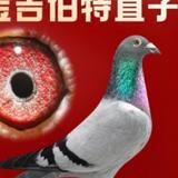 需要一台领克05头像