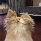 Tinyo的个人资料头像