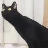 大菜心头像