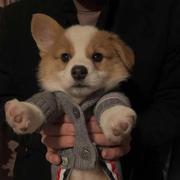 Nixiak6的个人资料头像