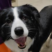 浪子燕青的个人资料头像