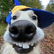 发哥978的个人资料头像