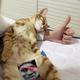 皮皮是个小橘猫 · 缤瑞车主·车龄3年头像