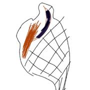 diaMond的个人资料头像