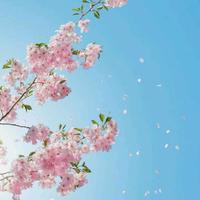 勇进一步天更宽头像
