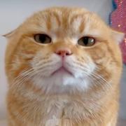 CPX的个人资料头像